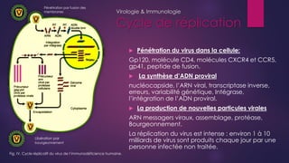 Virologie & Immunologie
Cycle Biologique
 Le VIH-1 cible essentiellement les cellules exprimant la molécule CD4 à leur su...
