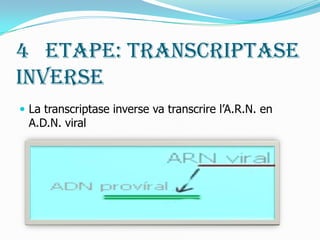 4° Etape: Transcriptase inverse  La transcriptase inverse va transcrire l’A.R.N. en A.D.N. viral 