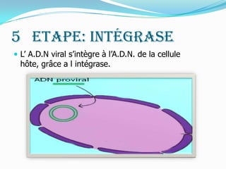 5° Etape: IntégraseL’ A.D.N viral s’intègre à l’A.D.N. de la cellule hôte, grâce a l intégrase.