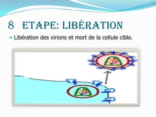 8° Etape: Libération Libération des virions et mort de la cellule cible.