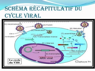 Schéma récapitulatif du cycle Viral 