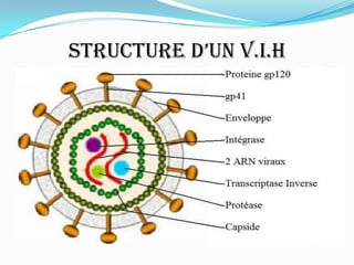 Structure d’un V.I.H