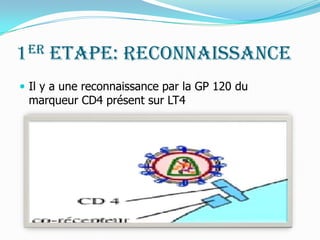 1er Etape: Reconnaissance  Il y a une reconnaissance par la GP 120 du marqueur CD4 présent sur LT4