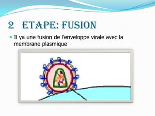 2° Etape: Fusion Il ya une fusion de l’enveloppe virale avec la membrane plasmique 