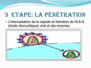 3°Etape: la Pénétration L’internalisation de la capside et libération de l’A.R.N (Acide ribonucléique) viral et des enzymes.