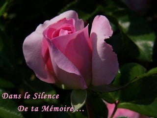 Dans le Silence  De ta Mémoire …  