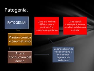 Patogenia.
PATOGENIA:
Presión crónica
o traumatismo
Altera
Conducción del
nervio
Dañando el axón, la
vaina de mielina u
oc...