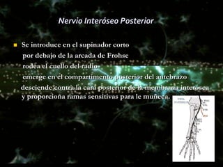 Nervio Interóseo Posterior

   Se introduce en el supinador corto
    por debajo de la arcada de Frohse
    rodea el cuello del radio
    emerge en el compartimento posterior del antebrazo
    desciende contra la cara posterior de la membrana interósea
    y proporciona ramas sensitivas para le muñeca.
 