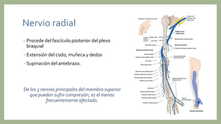 Nervio radial
• Procede del fascículo posterior del plexo
braquial
Extensión del codo, muñeca y dedos
Supinación del antebrazo.
De los 3 nervios principales del miembro superior
que pueden sufrir compresión, es el menos
frecuentemente afectado.
 