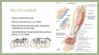 Nervio cubital
Flexor cubital del carpo
Flexor profundo de 4º y 5º dedo
Músculos de eminencia tenar, hipotenar,
interóseos y lumbricales
Sensibilidad de mitad cubital de la palma y
dorso, 4º y 5º dedo
 