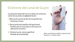 Síndrome del canal de Guyón
Compresión distal del nervio cubital, los síntomas
varían de acuerdo a la zona de lesion:
I: Bifurcación proximal del nervio (pisiforme)
• Síntomas mixtos
II: Rama profunda (apófisis del ganchoso)
• Parálisis de la musculatura intrínseca sin
afectación sensitiva
III: Distal al canal, rama superficial
• Perdida de sensibilidad
Motor: pierde flexión de MCF y extensión de IF
Sensitivo: 1 y ½ dedo cubital
 