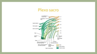 Plexo sacro
 