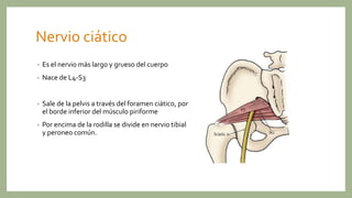 Nervio ciático
• Es el nervio más largo y grueso del cuerpo
• Nace de L4-S3
• Sale de la pelvis a través del foramen ciático, por
el borde inferior del músculo piriforme
• Por encima de la rodilla se divide en nervio tibial
y peroneo común.
 