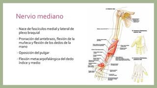 Nervio mediano
• Nace de fascículos medial y lateral de
plexo braquial
Pronación del antebrazo, flexión de la
muñeca y flexión de los dedos de la
mano
Oposición del pulgar
Flexión metacarpofalángica del dedo
índice y medio
 