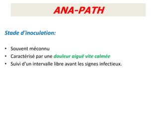 ANA-PATH

Stade d'inoculation:

• Souvent méconnu
• Caractérisé par une douleur aiguë vite calmée
• Suivi d’un intervalle libre avant les signes infectieux.
 