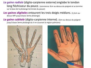 La gaine radiale (digito-carpienne externe) englobe le tendon
   long fléchisseur du pouce. (commence 3cm au-dessus du poignet et se termine
   sur la base de la phalange terminale du pouce)

Les gaines digitales entourent les trois doigts médians. (1,5cm au-
   dessus MP jusqu’à base 3eme phalange)

La gaine cubitale (digito-carpienne interne). (3cm au-dessus du poignet
   jusqu’à base 3eme phalange du V en couvrant la région palmaire)
 