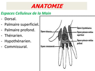 ANATOMIE
Espaces Celluleux de la Main
- Dorsal.
- Palmaire superficiel.
- Palmaire profond.
- Thénarien.
- Hypothénarien.
- Commissural.
 