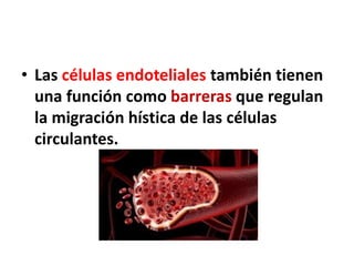 • Las células endoteliales también tienen
una función como barreras que regulan
la migración hística de las células
circulantes.
 