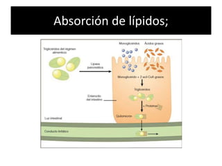 Absorción de lípidos;
 