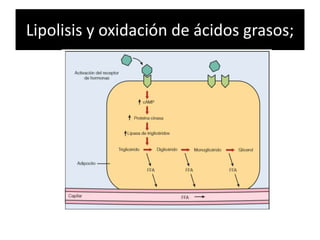 Lipolisis y oxidación de ácidos grasos;
 