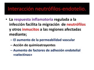 Interacción neutrófilos-endotelio.
• La respuesta inflamatoria regulada a la
infección facilita la migración de neutrófilos
y otros inmucitos a las regiones afectadas
mediante;
– El aumento de la permeabilidad vascular
– Acción de quimioatrayentes
– Aumento de factores de adhesión endotelial
«selectinas»
 