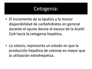 Cetogenia:
• El incremento de la lipolisis y la menor
disponibilidad de carbohidratos en general
durante el ayuno desvía el exceso de la Acetil-
CoA hacia la cetogenia hepática.
• La cetosis; representa un estado en que la
producción hepática de cetonas es mayor que
la utilización extrahepatica.
 