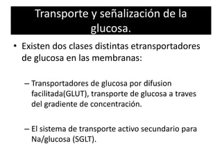 Transporte y señalización de la
glucosa.
• Existen dos clases distintas etransportadores
de glucosa en las membranas:
– Transportadores de glucosa por difusion
facilitada(GLUT), transporte de glucosa a traves
del gradiente de concentración.
– El sistema de transporte activo secundario para
Na/glucosa (SGLT).
 