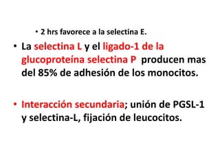• 2 hrs favorece a la selectina E.
• La selectina L y el ligado-1 de la
glucoproteína selectina P producen mas
del 85% de adhesión de los monocitos.
• Interacción secundaria; unión de PGSL-1
y selectina-L, fijación de leucocitos.
 