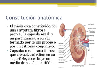 Lesión renal aguda (insuficiencia renal aguda) | PDF