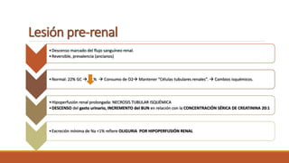 Lesión pre-renal
•Descenso marcado del flujo sanguíneo renal.
•Reversible, prevalencia (ancianos)
•Normal: 22% GC  %  Consumo de O2 Mantener “Células tubulares renales”.  Cambios isquémicos.
•Hipoperfusión renal prolongada: NECROSIS TUBULAR ISQUÉMICA
•DESCENSO del gasto urinario, INCREMENTO del BUN en relación con la CONCENTRACIÓN SÉRICA DE CREATININA 20:1
•Excreción mínima de Na <1% refiere OLIGURIA POR HIPOPERFUSIÓN RENAL
 