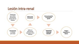 Lesión intra-renal
Trastornos
que dañan
estructuras
dentro de los
riñones
1# Isquemia
 Lesión
pre-renal
Daño en
estructuras
tubulares de la
nefrona
Obstrucción
intratubular
Glomerulonefritis
y pielonefritis
agudas
“NECROSIS
TUBULAR
AGUDA”
Origen:
Isquémico o
tóxico.
 