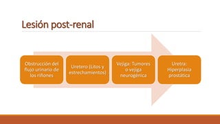 Lesión post-renal
Obstrucción del
flujo urinario de
los riñones
Uretero (Litos y
estrechamientos)
Vejiga: Tumores
o vejiga
neurogénica
Uretra:
Hiperplasia
prostática
 