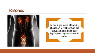 Riñones
Se encargan de la filtración,
absorción y reabsorción del
agua, sales e iones que
llegan para la producción de
orina
 