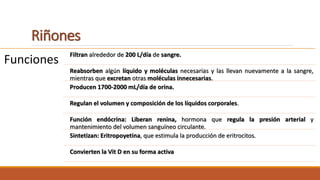Riñones
Funciones
Filtran alrededor de 200 L/día de sangre.
Reabsorben algún líquido y moléculas necesarias y las llevan nuevamente a la sangre,
mientras que excretan otras moléculas innecesarias.
Producen 1700-2000 mL/día de orina.
Regulan el volumen y composición de los líquidos corporales.
Función endócrina: Liberan renina, hormona que regula la presión arterial y
mantenimiento del volumen sanguíneo circulante.
Sintetizan: Eritropoyetina, que estimula la producción de eritrocitos.
Convierten la Vit D en su forma activa
 
