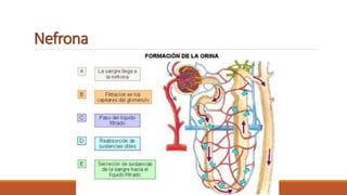 Nefrona
 