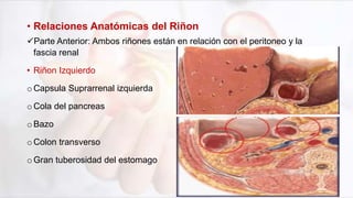 Lesión Renal Aguda final(1).pptx