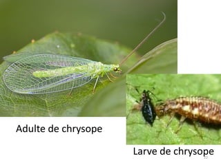 Adulte de chrysope
Larve de chrysope
22

 