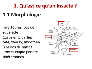 1. Qu’est ce qu’un insecte ?
1.1 Morphologie
Invertébrés, pas de
squelette
Corps en 3 parties :
tête, thorax, abdomen
3 pa...