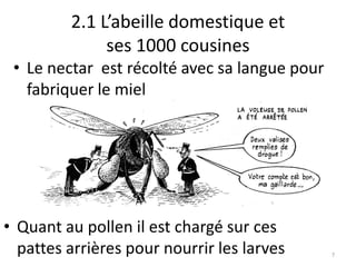 2.1 L’abeille domestique et
ses 1000 cousines
• Le nectar est récolté avec sa langue pour
fabriquer le miel

• Quant au po...