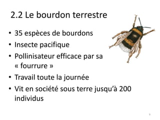 2.2 Le bourdon terrestre
• 35 espèces de bourdons
• Insecte pacifique
• Pollinisateur efficace par sa
« fourrure »
• Trava...