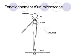 Fonctionnement d’un microscope 