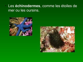 Les échinodermes , comme les étoiles de mer ou les oursins.
