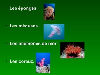 Les éponges Les méduses. Les anémones de mer. Les coraux.