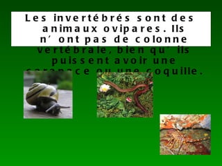 Les invertébrés sont des animaux ovipares. Ils n’ont pas de colonne vertébrale, bien qu’ils puissent avoir une carapace ou une coquille.