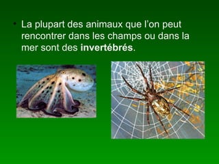 La plupart des animaux que l’on peut rencontrer dans les champs ou dans la mer sont des invertébrés .