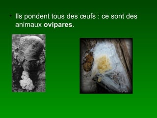 Ils pondent tous des œufs : ce sont des animaux ovipares .