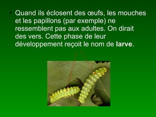Quand ils éclosent des œufs, les mouches et les papillons (par exemple) ne ressemblent pas aux adultes. On dirait des vers. Cette phase de leur développement reçoit le nom de  larve . 