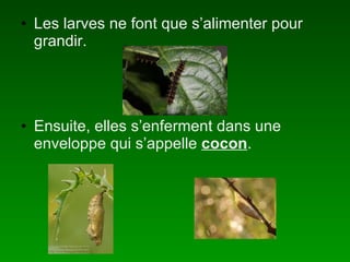 Les larves ne font que s’alimenter pour grandir.  Ensuite, elles s’enferment dans une enveloppe qui s’appelle  cocon .  