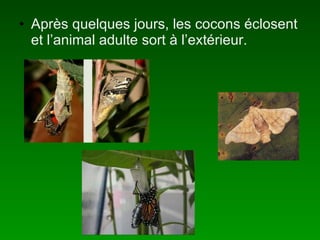 Après quelques jours, les cocons éclosent et l’animal adulte sort à l’extérieur.   