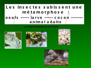 Les insectes subissent une métamorphose : oeufs ----- larve ----- cocon ------- animal adulte La métamorphose du ver à soie 